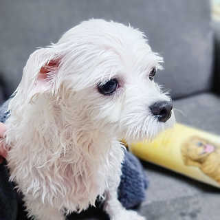 앙슈님이 올린 리뷰 사진 4