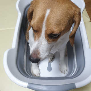 beaglelove님이 올린 리뷰 사진 1