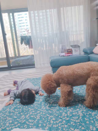 My Pet Care 천연단백질 치아건강에 개좋아 — 5점을 준 리뷰어가 2020년 11월 올린 사용 사진