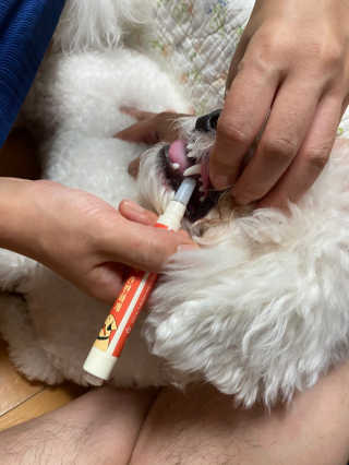 더펫원츠 [5초양치] 멍.치카펜 or 냥.치카펜 or 치카오일펜 — 5점을 준 리뷰어가 2020년 9월 올린 사용 사진