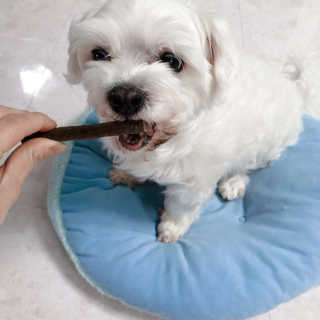 My Pet Care 천연단백질 치아건강에 개좋아 — 5점을 준 리뷰어가 2020년 12월 올린 사용 사진