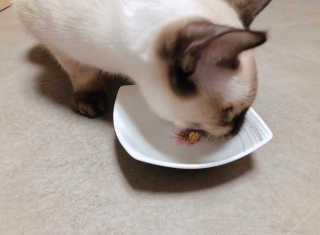 My Pet Care 천연단백질 관절건강에 개좋아 — 4점을 준 리뷰어가 2020년 11월 올린 사용 사진