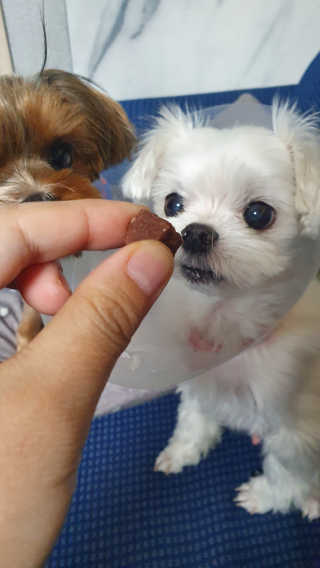 My Pet Care 천연단백질 눈건강에 개좋아 — 3점을 준 리뷰어가 2020년 12월 올린 사용 사진