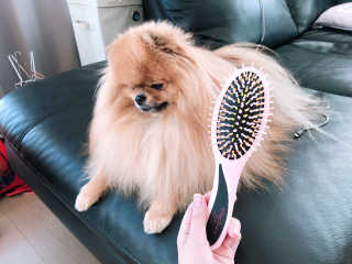 아이캔디 레인보우 볼륨S  브러쉬 for PET 미디엄 — 4점을 준 리뷰어가 2020년 12월 올린 사용 사진