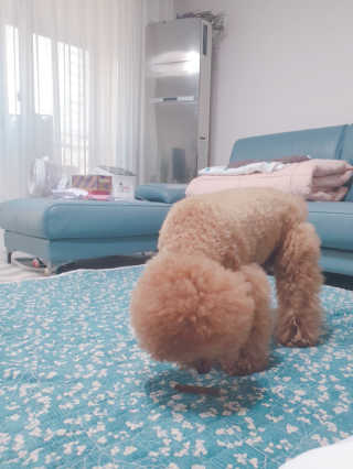 My Pet Care 천연단백질 치아건강에 개좋아 — 5점을 준 리뷰어가 2020년 11월 올린 사용 사진
