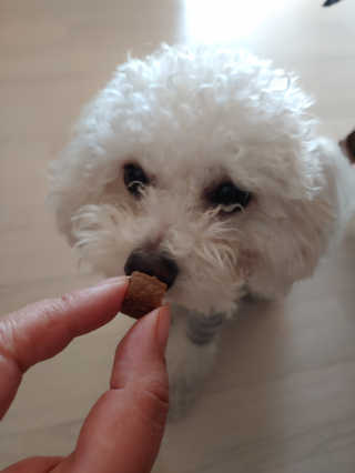 My Pet Care 천연단백질 관절건강에 개좋아 — 5점을 준 리뷰어가 2020년 12월 올린 사용 사진