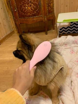 아이캔디 레인보우 볼륨S  브러쉬 for PET 미디엄 — 5점을 준 리뷰어가 2020년 12월 올린 사용 사진