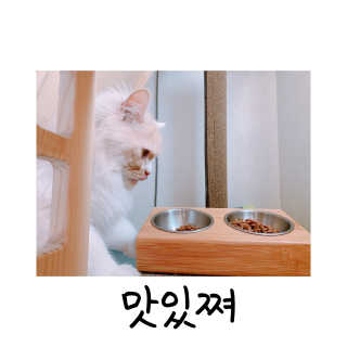 펫토리아 한끼뚝딱 프리미엄 고양이사료_그레인프리/헤어볼케어 — 5점을 준 리뷰어가 2020년 6월 올린 사용 사진