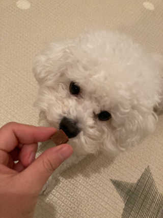 My Pet Care 천연단백질 눈건강에 개좋아 — 5점을 준 리뷰어가 2020년 11월 올린 사용 사진