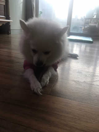 My Pet Care 천연단백질 치아건강에 개좋아 — 5점을 준 리뷰어가 2020년 11월 올린 사용 사진