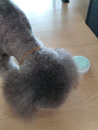 My Pet Care 천연단백질 관절건강에 개좋아 — 5점을 준 리뷰어가 2020년 11월 올린 사용 사진