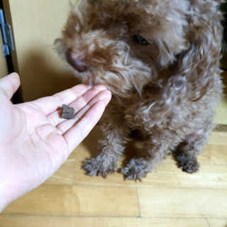 My Pet Care 천연단백질 관절건강에 개좋아 — 5점을 준 리뷰어가 2020년 12월 올린 사용 사진