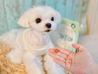 My Pet Care 천연단백질 눈건강에 개좋아 — 4.5점을 준 리뷰어가 2020년 11월 올린 사용 사진