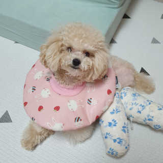 냥아치들님이 올린 리뷰 사진 3