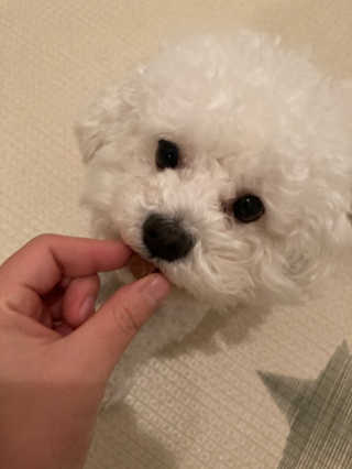 My Pet Care 천연단백질 눈건강에 개좋아 — 5점을 준 리뷰어가 2020년 11월 올린 사용 사진
