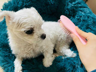 아이캔디 레인보우 볼륨S  브러쉬 for PET 미디엄 — 5점을 준 리뷰어가 2020년 11월 올린 사용 사진