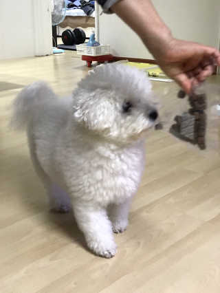 My Pet Care 천연단백질 관절건강에 개좋아 — 4점을 준 리뷰어가 2020년 11월 올린 사용 사진