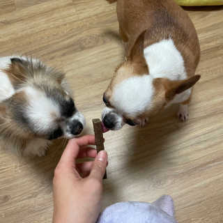 My Pet Care 천연단백질 치아건강에 개좋아 — 5점을 준 리뷰어가 2020년 12월 올린 사용 사진