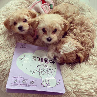 My Pet Care 천연단백질 치아건강에 개좋아 — 5점을 준 리뷰어가 2020년 11월 올린 사용 사진