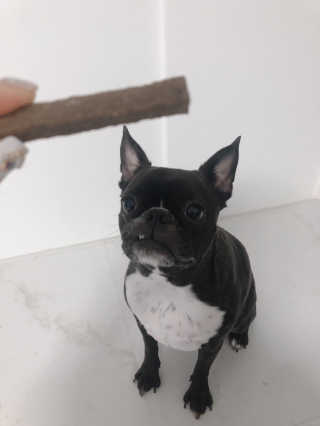 My Pet Care 천연단백질 치아건강에 개좋아 — 5점을 준 리뷰어가 2020년 11월 올린 사용 사진