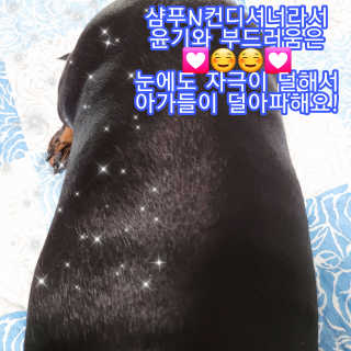 버츠비 퍼피투인원 티어리스 샴푸 앤 컨디셔너 — 5점을 준 리뷰어가 2020년 9월 올린 사용 사진
