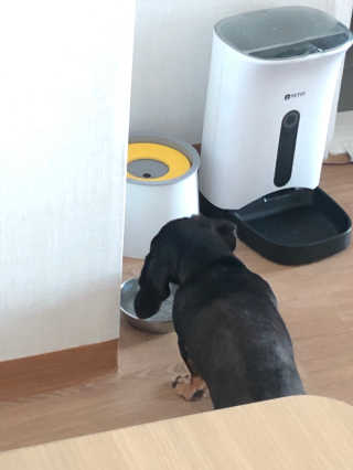 My Pet Care 모발과 모질 피부건강에 개좋아 — 5점을 준 리뷰어가 2020년 12월 올린 사용 사진