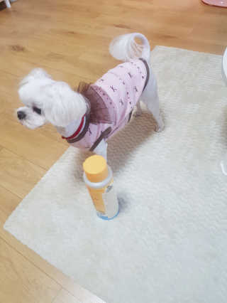 버츠비 퍼피투인원 티어리스 샴푸 앤 컨디셔너 — 5점을 준 리뷰어가 2020년 9월 올린 사용 사진