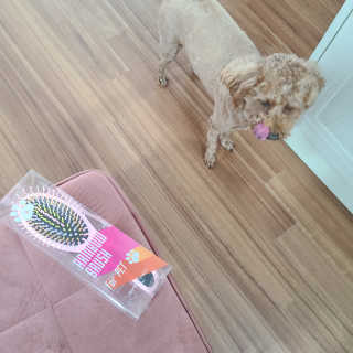 아이캔디 레인보우 볼륨S  브러쉬 for PET 미디엄 — 4점을 준 리뷰어가 2020년 12월 올린 사용 사진
