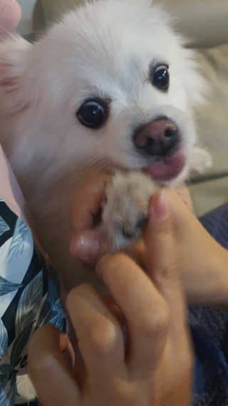 버츠비 케어플러스 릴리빙포앤노즈로션 — 5점을 준 리뷰어가 2020년 10월 올린 사용 사진