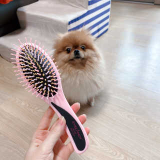 아이캔디 레인보우 볼륨S  브러쉬 for PET 미디엄 — 5점을 준 리뷰어가 2020년 11월 올린 사용 사진