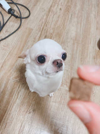 My Pet Care 천연단백질 관절건강에 개좋아 — 5점을 준 리뷰어가 2021년 3월 올린 사용 사진