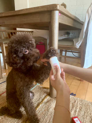 [레드허니밤]자유펫 고양이 강아지 발바닥 밤 14g — 5점을 준 리뷰어가 2020년 7월 올린 사용 사진