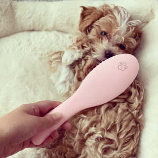 아이캔디 레인보우 볼륨S  브러쉬 for PET 미디엄 — 5점을 준 리뷰어가 2020년 11월 올린 사용 사진