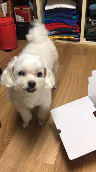 누나스 반려견을 위한 해산물 디저트 체험박스 — 5점을 준 리뷰어가 2020년 8월 올린 사용 사진