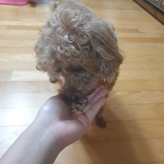 한끼뚝딱 국산 습식사료 리뷰 사진