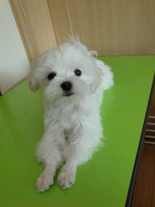 아이캔디 레인보우 볼륨S  브러쉬 for PET 미디엄 — 5점을 준 리뷰어가 2020년 12월 올린 사용 사진