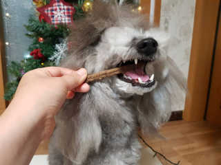My Pet Care 천연단백질 치아건강에 개좋아 — 5점을 준 리뷰어가 2020년 12월 올린 사용 사진
