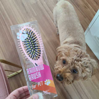 아이캔디 레인보우 볼륨S  브러쉬 for PET 미디엄 — 4점을 준 리뷰어가 2020년 12월 올린 사용 사진