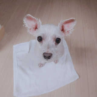 예민한 피부를 위한 코코몰리 All in one 자연유래 샴푸 — 4점을 준 리뷰어가 2020년 11월 올린 사용 사진