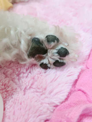 [레드허니밤]자유펫 고양이 강아지 발바닥 밤 14g — 4점을 준 리뷰어가 2020년 7월 올린 사용 사진