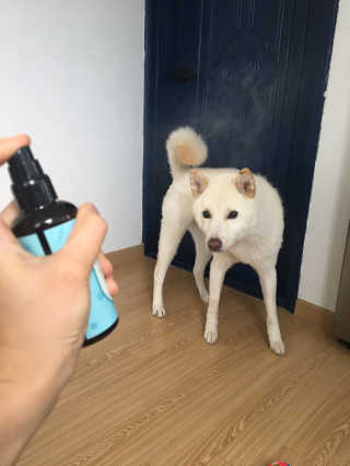 코지독 카밍스프레이 100ml — 4점을 준 리뷰어가 2020년 5월 올린 사용 사진