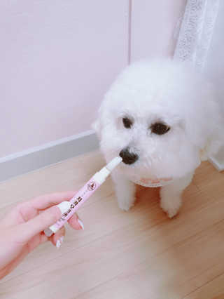 더펫원츠 [댕냥이 치석제거 덴탈오일] 치카오일+셀프스케일러 — 5점을 준 리뷰어가 2020년 5월 올린 사용 사진