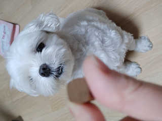 My Pet Care 천연단백질 관절건강에 개좋아 — 5점을 준 리뷰어가 2020년 11월 올린 사용 사진