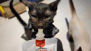 CatDaddy님이 올린 리뷰 사진 2