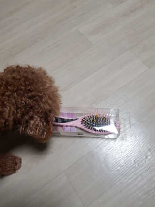 아이캔디 레인보우 볼륨S  브러쉬 for PET 미디엄 — 5점을 준 리뷰어가 2020년 11월 올린 사용 사진