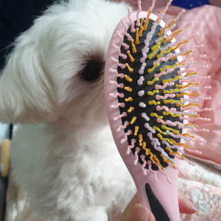 아이캔디 레인보우 볼륨S  브러쉬 for PET 미디엄 — 5점을 준 리뷰어가 2020년 11월 올린 사용 사진