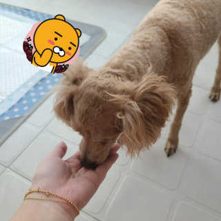 My Pet Care 천연단백질 관절건강에 개좋아 — 5점을 준 리뷰어가 2020년 12월 올린 사용 사진