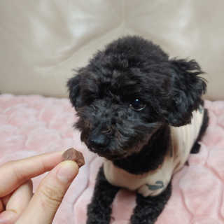 My Pet Care 천연단백질 눈건강에 개좋아 — 5점을 준 리뷰어가 2020년 12월 올린 사용 사진