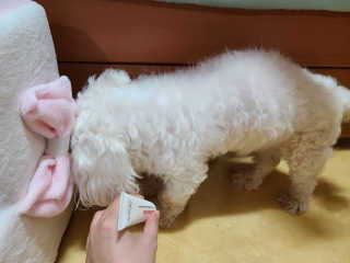 [자유펫] 시코니딘 고양이 강아지 피부 보습 연고 20g — 4점을 준 리뷰어가 2020년 7월 올린 사용 사진