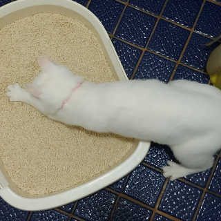 라온시연님이 올린 리뷰 사진 1